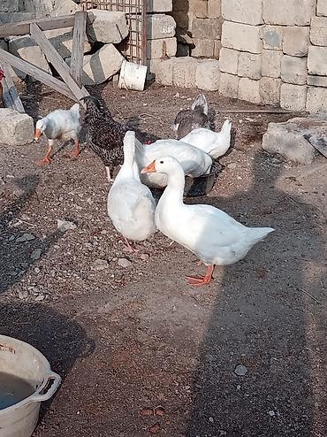 bildircin satilik: Erkək, Ətlik, Ünvandan götürmə — 3