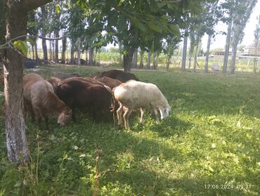 кармушка для овец: Продаю | Овца (самка), Баран (самец)