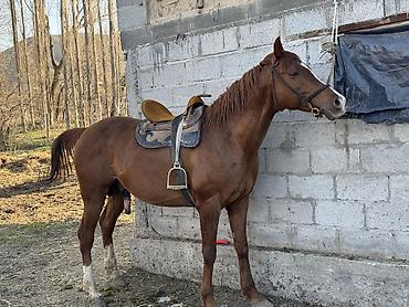 фландер кролик: Продаю | Конь (самец) | Рабочий | Мерин — 3