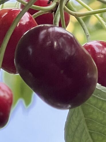 Продажа домов: Дом, 95 м², 4 комнаты, Собственник, Старый ремонт at lalafo.kg — 20 Продажа домов: Дом, 95 м², 4 комнаты, Собственник, Старый ремонт — 20