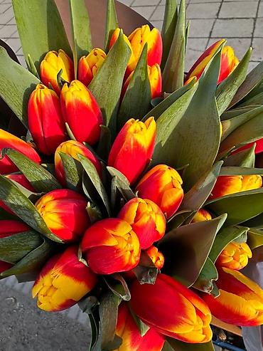 Букеты из живых цветов: Тюльпаны срезанные — букетные сборки. - Варианты окраски: насыщенный — 19