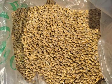 замороженная кукуруза: Продается российский ячмень и пшеница россыпью и в мешках, в любом