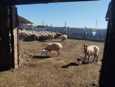 британская кошка цена в баку: Qoyun sürüsü satılır - Naxırda saxlanılan iri sürü – şəkillərdə