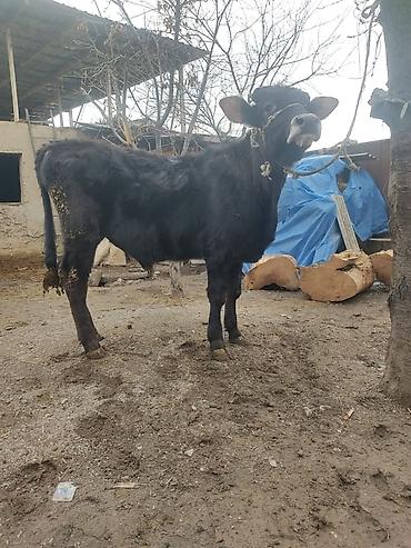 Коровы, быки: Продаю | Бык (самец) | На откорм | Привязанные — 3