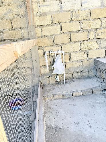 sumqayit 6 ci mikrorayon: 4 otaqlı, 170 kv. m, Təmirsiz — 5