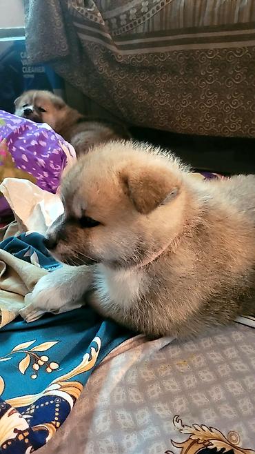 İtlər: Akita-inu — 2