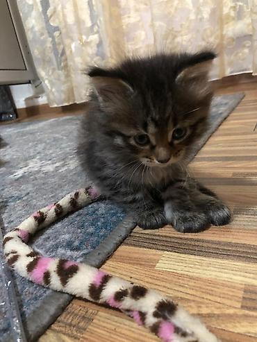 мейкун кошки: Продаются котята смесь европейского мейнкуна с обычным котом — 7
