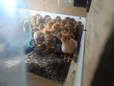 цыплята кобб 500: Продаю | Цыплята | Домашняя
