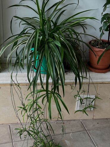 Otaq bitkiləri: Her nov guler var endirimnen verecem Gencedi istiyen yazsin satiş -da lalafo.az — 19 Otaq bitkiləri: Her nov guler var endirimnen verecem Gencedi istiyen yazsin satiş — 19