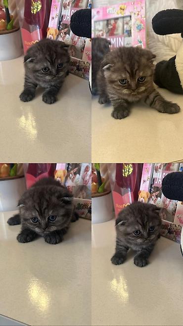 Кошки: Şirin balaca pişik balaları - Cins: uzun tüklü, yumru üz quruluşlu — 4