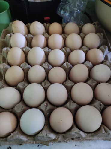 яйцо брамы: Инкубационный яйца Брама шт 70сом