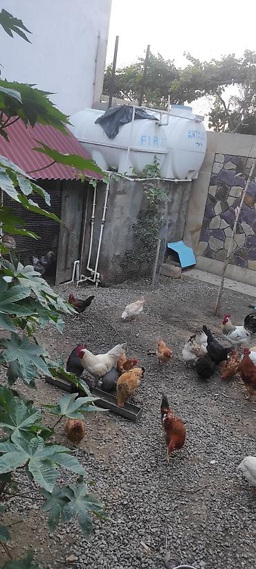 ucuz quşlar: Toyuqlar yeni yumurtaya düşmüş cavan ferelerdi damazlıq saxlamaq üçün — 2