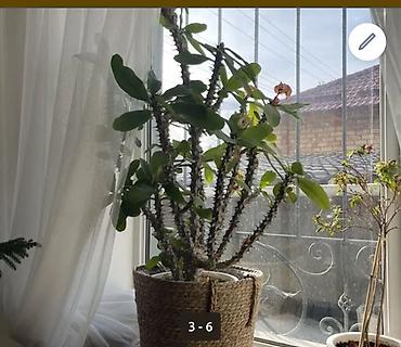 молочай: Эуфорбия Милла (Euphorbia milii) — крупное комнатное растение с — 1