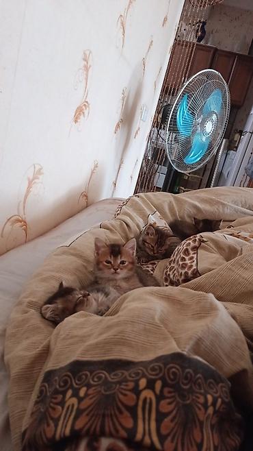 Pişiklər: Qızıl şinşilla — 9