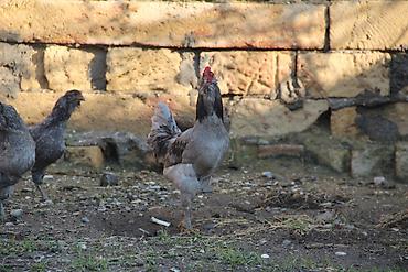 K/t heyvanları və malları: Xoruz, il: <1, Ödənişli çatdırılma, Ünvandan götürmə — 1
