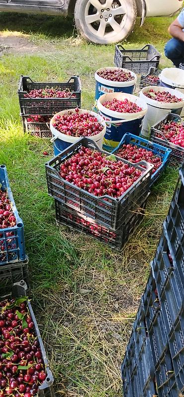 gilas bağı: 200 sot, Kənd təsərrüfatı, Kupça (Çıxarış) — 3