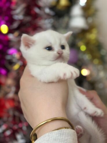 Pişiklər: Erkək, Dişi, Yaxşı əllərə, Pulsuz çatdırılma, Ödənişli çatdırılma, Rayonlara çatdırılma — 6