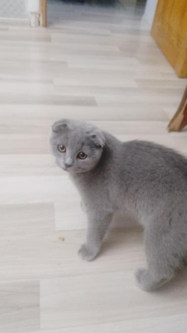 Pişiklər: Şotland, Erkək, Dişi — 6