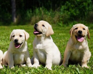 İtlər: Labrador-retriver, 3 ay, Dişi, Ünvandan götürmə