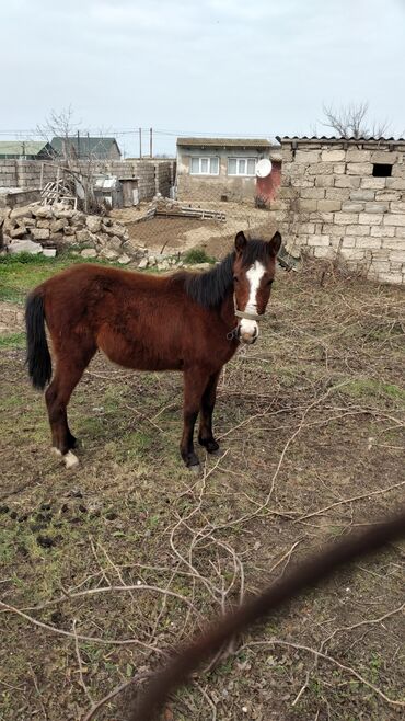 at bazari: Atlar