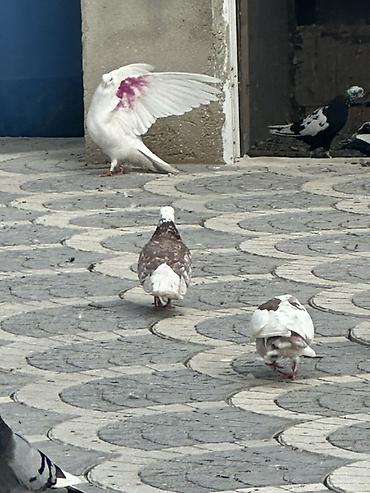 goyərcin yuvaları: Məhsul: Göyərçinlər (şəkillərdəki müxtəlif rəng və naxışlarda) — 3