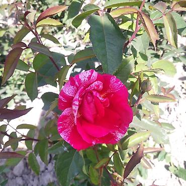 Роза: Саженцы чайно-гибридных роз (садовые кустовые розы) разных окрасок — 5