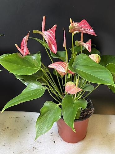 Антуриумы: Антуриум (Anthurium andreanum) в горшке - Компактное комнатное — 2