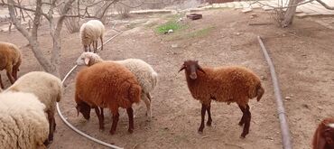 Qoyunlar, qoçlar: Ətraflı məlumat üçün yazın — 2