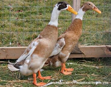 хаски сколько стоит щенок: Продам индийский бегунов Цена:1500сом Адрес:Ошский район, Каленин at lalafo.kg хаски сколько стоит щенок: Продам индийский бегунов Цена:1500сом Адрес:Ошский район, Каленин