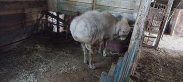 королевский дог цена: Продаю | Баран (самец) | На забой