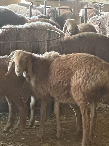 Продам с/х животных: Продаю | Овца (самка), Баран (самец) | На забой, Для разведения | Кастрированные, Ярка — 1