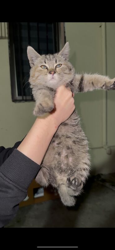 шотландский вислоухий рыжий котенок: Самка, В добрые руки, Самовывоз