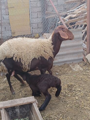 Qoyunlar, qoçlar: Dişi, Qala, il: 2, Ünvandan götürmə — 15