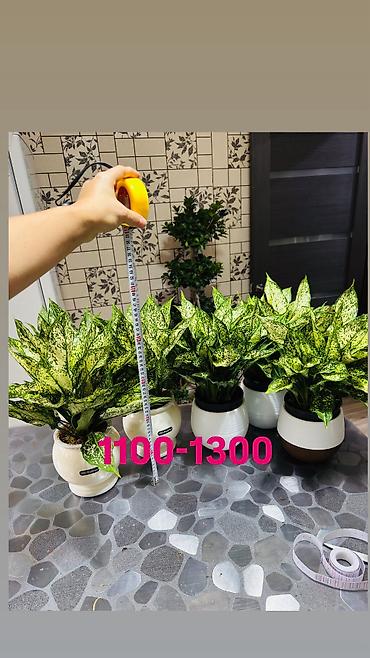 Другие комнатные растения: Комнатные цветы, цены написаны на фото — 21