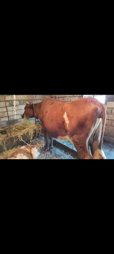 simmental inək satılır: Dana, buzov, Dişi, Simental, ay: 3, 500 kq, Damazlıq, Ödənişli çatdırılma