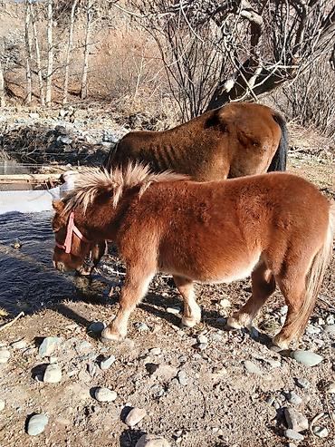 Лошади, кони: Продаю | Кобыла (самка) | Конный спорт | Племенные — 4