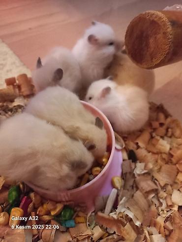 Gəmiricilər: Vatsap nomresi 0515913288 ünvan mərdəkan şüvəlan — 5