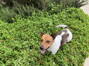 İtlər: Cek rassel teryer, Dişi, Ünvandan götürmə — 3