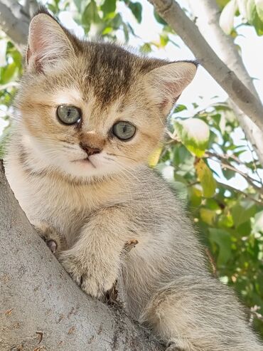 веслоухий кошка: Скотиш Страйт (Шотландская прямоухая), 2 месяца, Девочка, Золотая шиншилла, Приучена к лотку, Проглистована