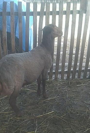 qoyun satis: *🐏 SATILIR - Tumluq Qoç* ✅ 1 baş - Tumluq qoç ✅ Sağlam, baxımlı — 1