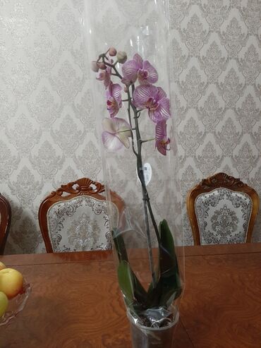 сколько стоит орхидея в бишкеке: Продам цветы орхидея