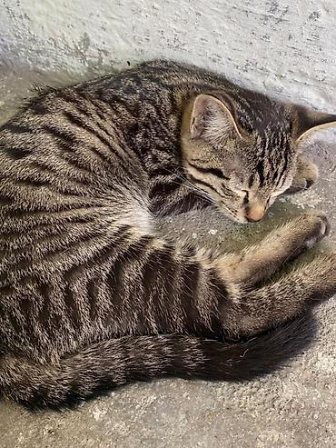 коты бенгальские: Котята — домашние любимцы Описание: - Окрас: рыжие тигровые (пара — 2