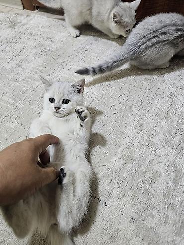 Продажа кошек: Шотландские котята чистокровные. 1девочка 2 мальчика. От рождения 2 — 3