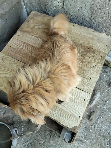 Pekines, 3 il, Dişi, Ünvandan götürmə