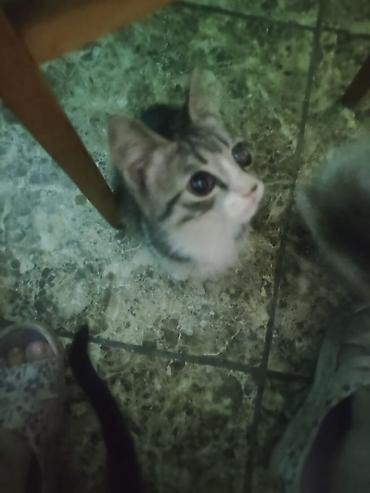кошки бишкек купить: Котята, домашние, короткошёрстные. район сокулук - Окрас — 3