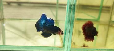 Рыбы: Петушки Betta splendens, веерохвостые (halfmoon/rosetail тип). Яркие — 7