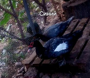домашняя утка купить: Мускусные утки (индоутки), разные окрасы. - Порода/типы: венгерские — 6