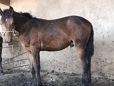 Лошади, кони: Продаю | Жеребец | Рабочий at lalafo.kg — 2 Лошади, кони: Продаю | Жеребец | Рабочий — 2