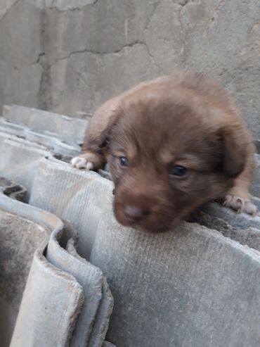 Toyuqlar: Məhsul: Zvanok balaları - Sevimli zvanok balaları şəkillərdədir -da lalafo.az — 7 Toyuqlar: Məhsul: Zvanok balaları - Sevimli zvanok balaları şəkillərdədir — 7
