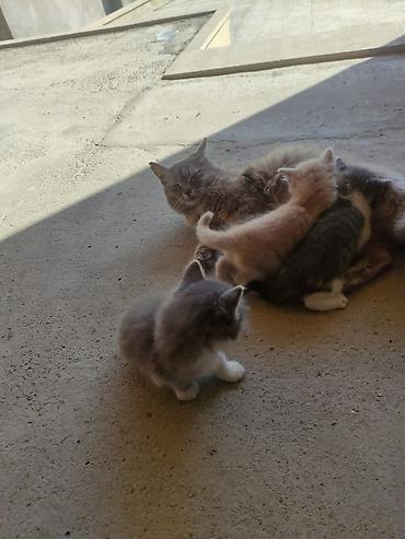 Pişiklər: Yaxşı əllərə — 2